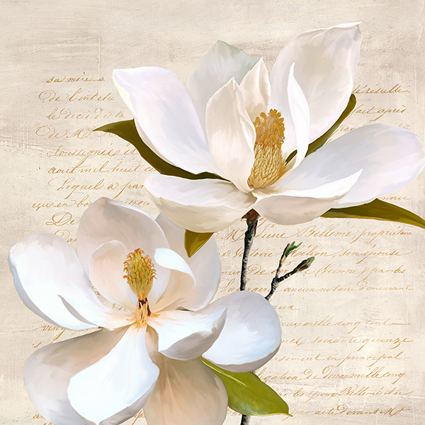 Ivory Magnolia II